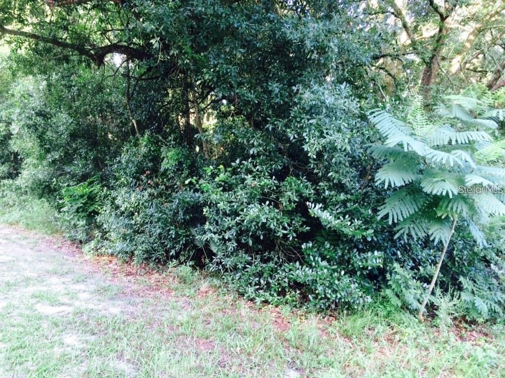 111 Frederick Street Interlachen FL 32148 G5106848 image3