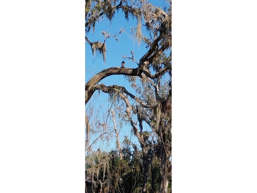 11105 Winn Road Riverview FL 33569 TB8333070 image15