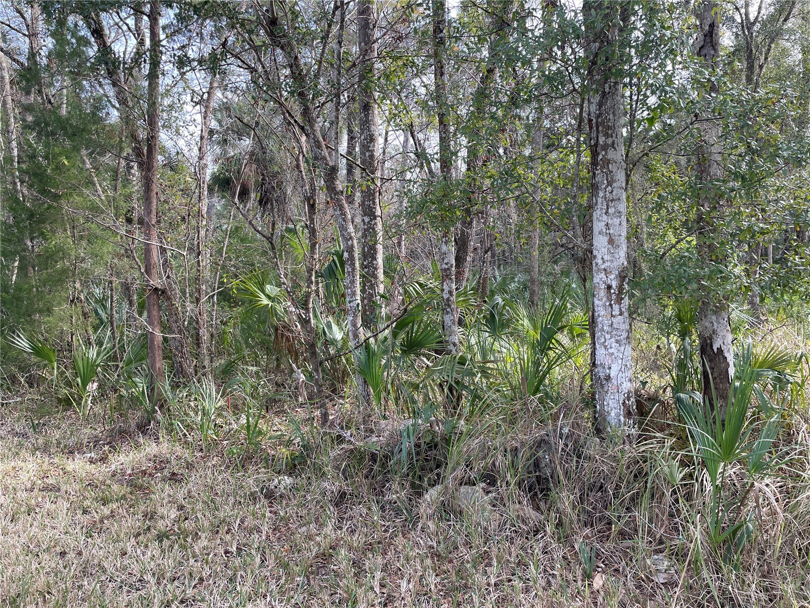 11106 W Townsend Lane Homosassa FL 34448 OM717146 image3