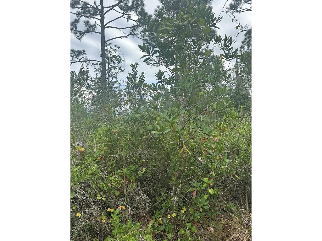 1112 Greenbriar Drive Christmas FL 32709 U8221832 image7