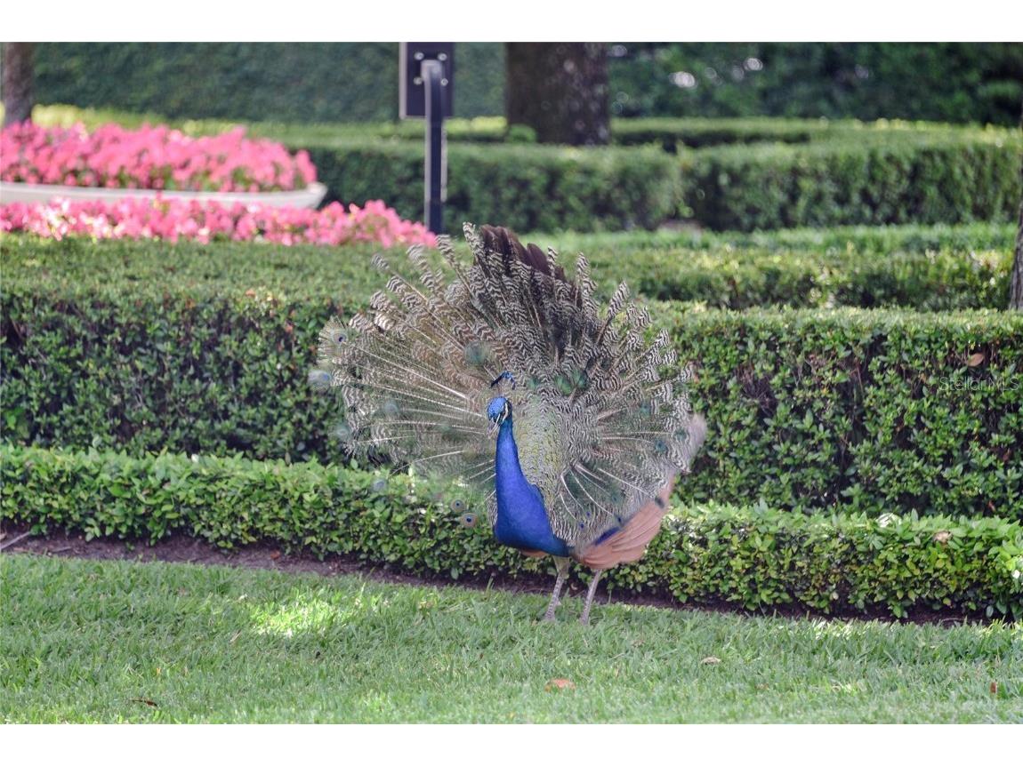 1112 Preserve Point Drive Winter Park FL 32789 - LAKE BERRY O6312768 image88