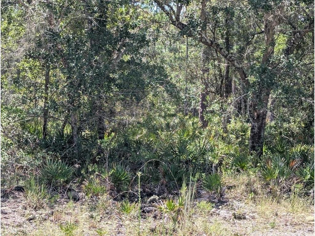 1113 Tropicana Drive Indian Lake Estates FL 33855 - LAKE WALK-IN-WATER TB8421421 image5