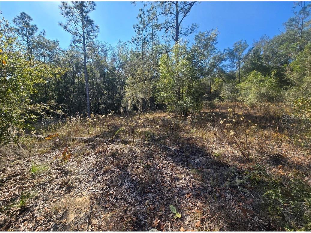 11136 N Vesta Point Dunnellon FL 34434 OM714280 image6