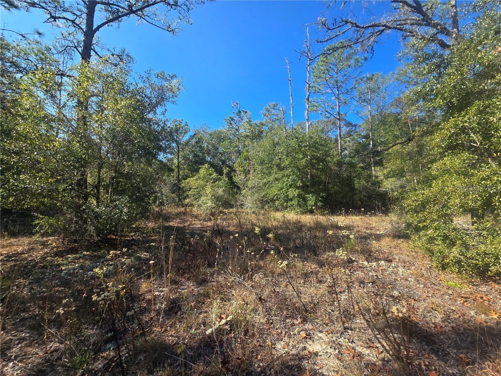 11136 N Vesta Point Dunnellon FL 34434 OM714280 image7