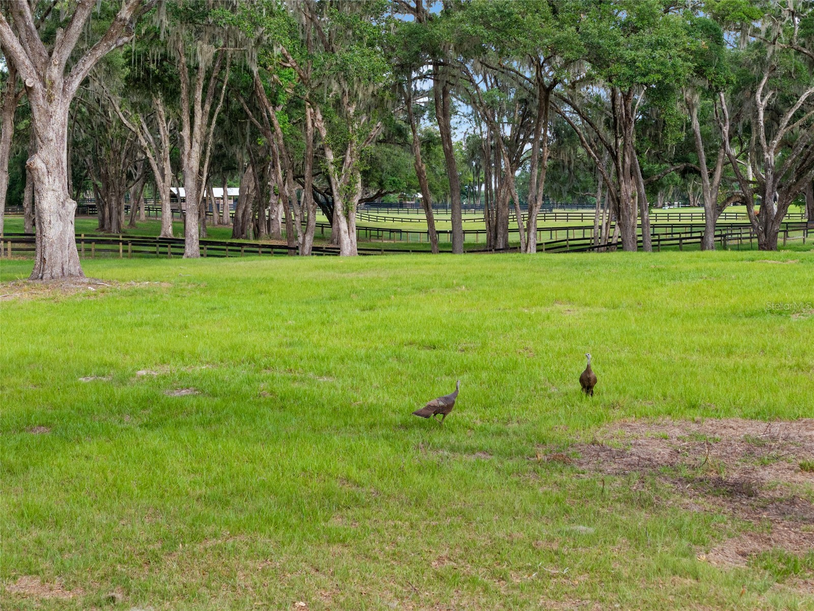 11140 NW 160th Avenue Morriston FL 32668 OM726222 image63