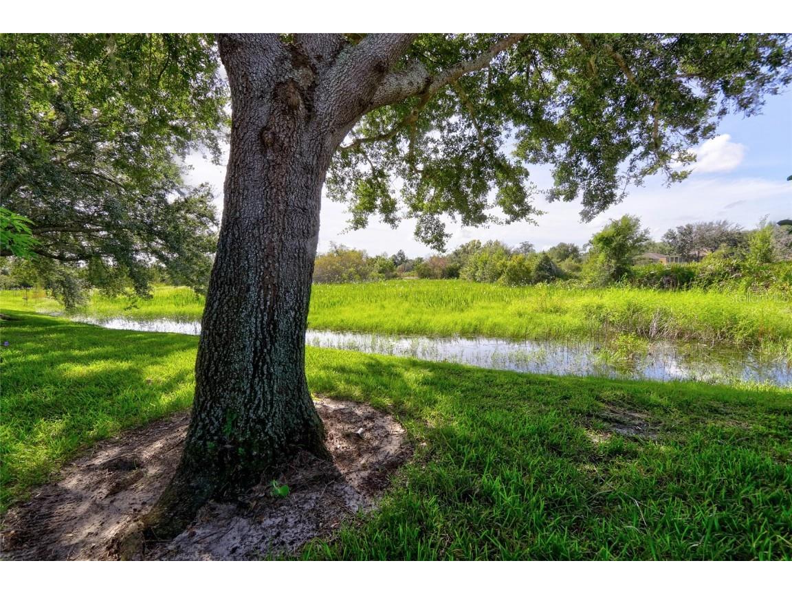 11142 Port Douglas Divide New Port Richey FL 34654 TB8422626 image32