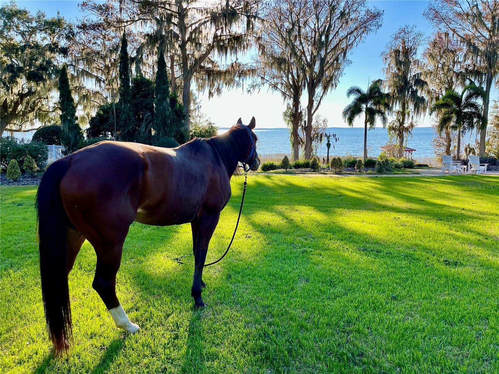 11148 Lane Park Road Tavares FL 32778 - LAKE HARRIS O6270909 image61