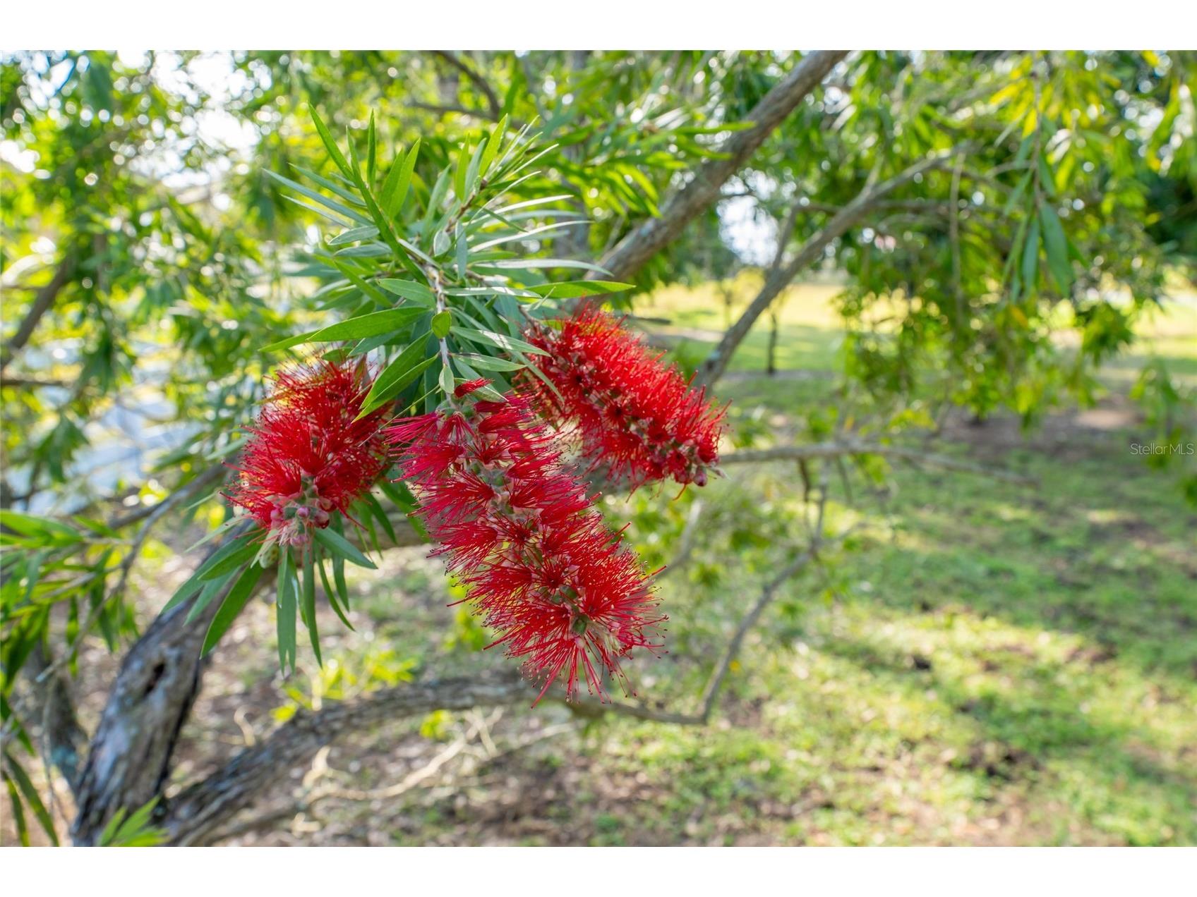 11148 Lane Park Road Tavares FL 32778 - LAKE HARRIS O6270909 image63