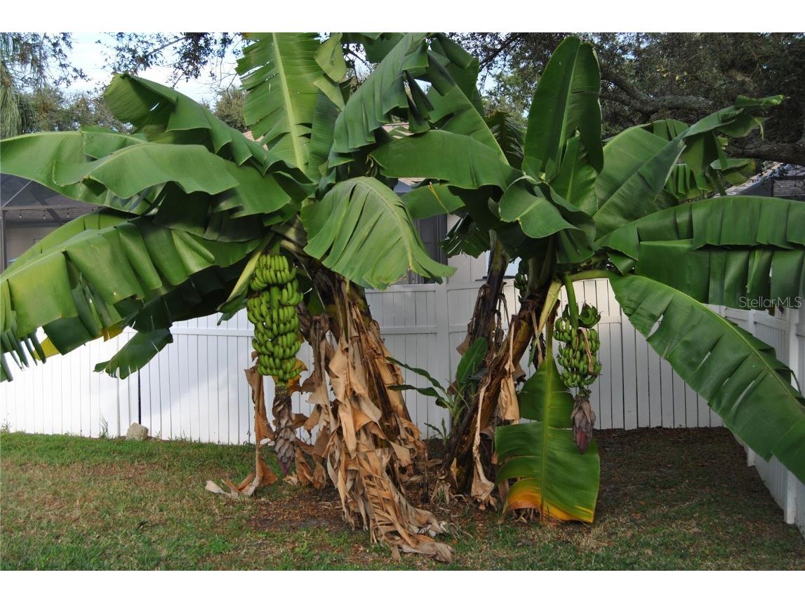 1115 Lumsden Trace Circle Valrico FL 33594 TB8444046 image21