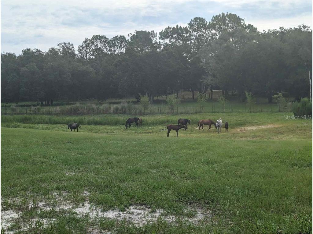 11151 SE 30th Street Morriston FL 32668 OM705214 image8