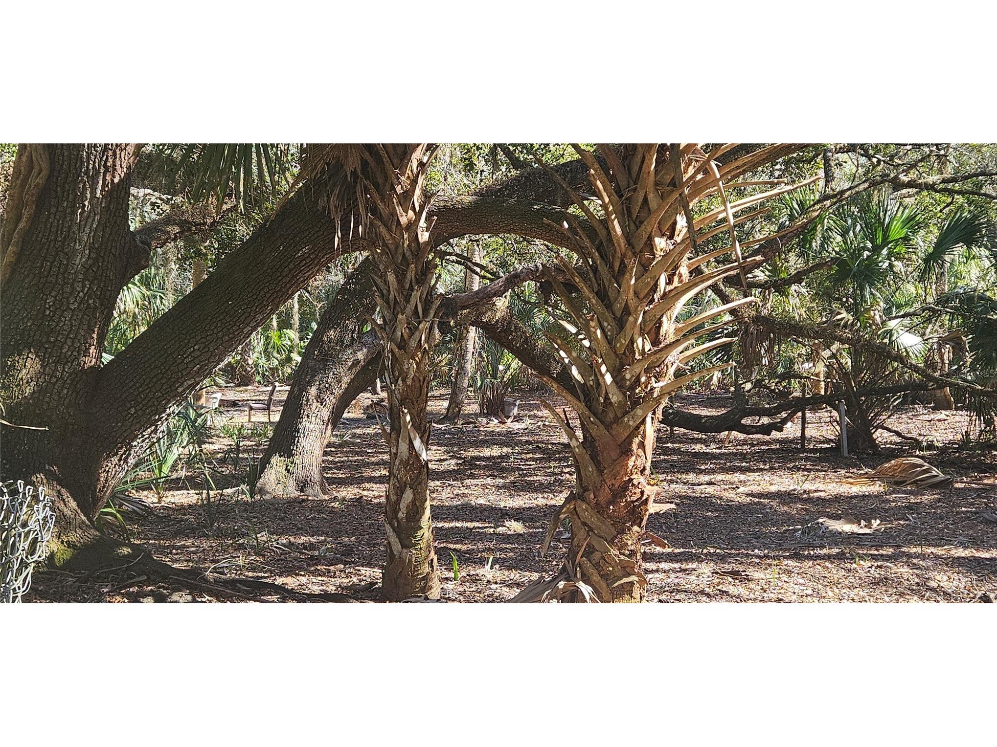 11159 N Clamdigger Terrace Inglis FL 34449 OM717762 image27