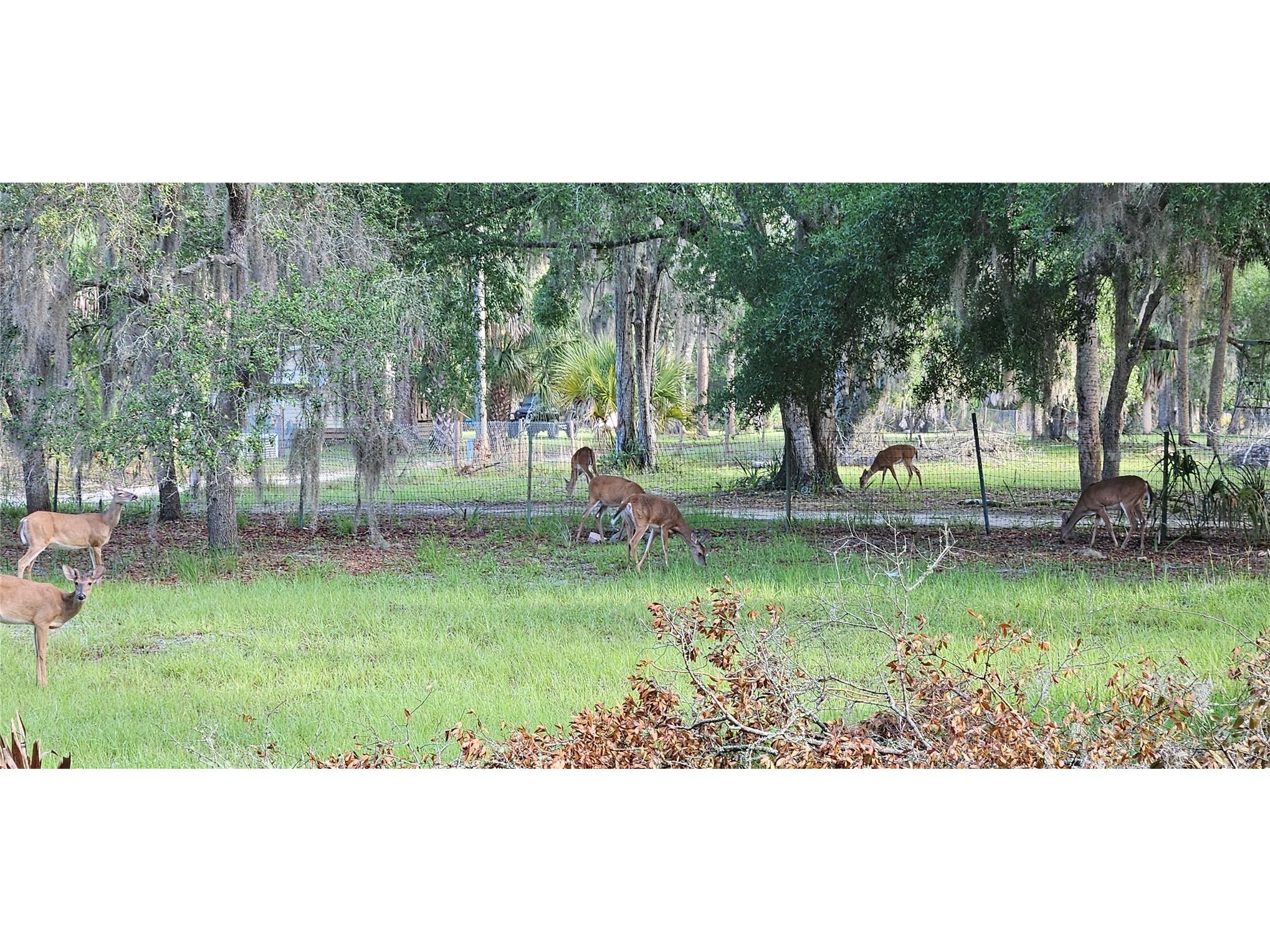 11159 N Clamdigger Terrace Inglis FL 34449 OM717762 image45