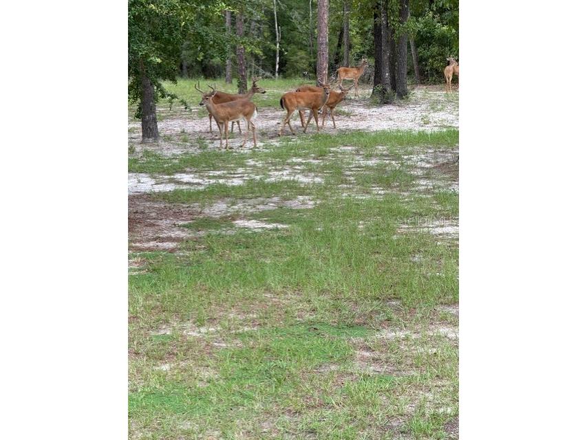 11160 NW 5th Avenue Branford FL 32008 GC539569 image68