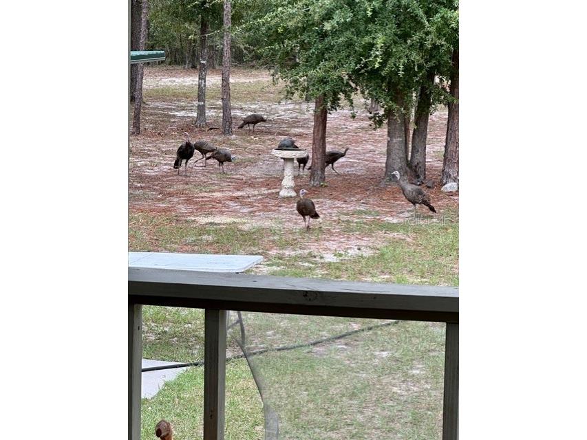 11160 NW 5th Avenue Branford FL 32008 GC539569 image70