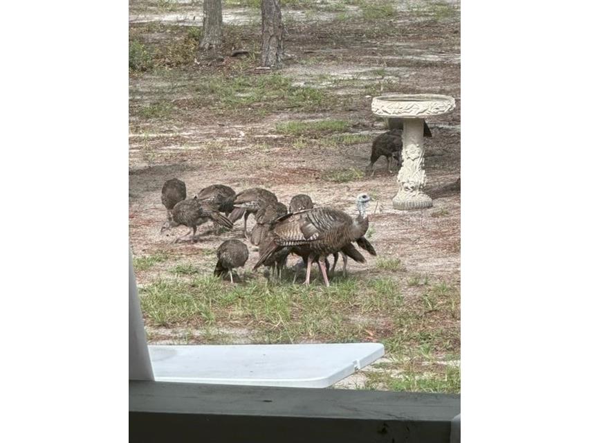 11160 NW 5th Avenue Branford FL 32008 GC539569 image71