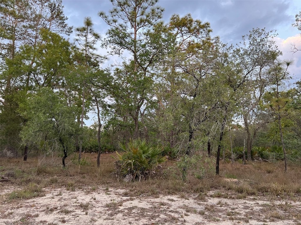 11164 Hyde Street Weeki Wachee FL 34614 T3438318 image1