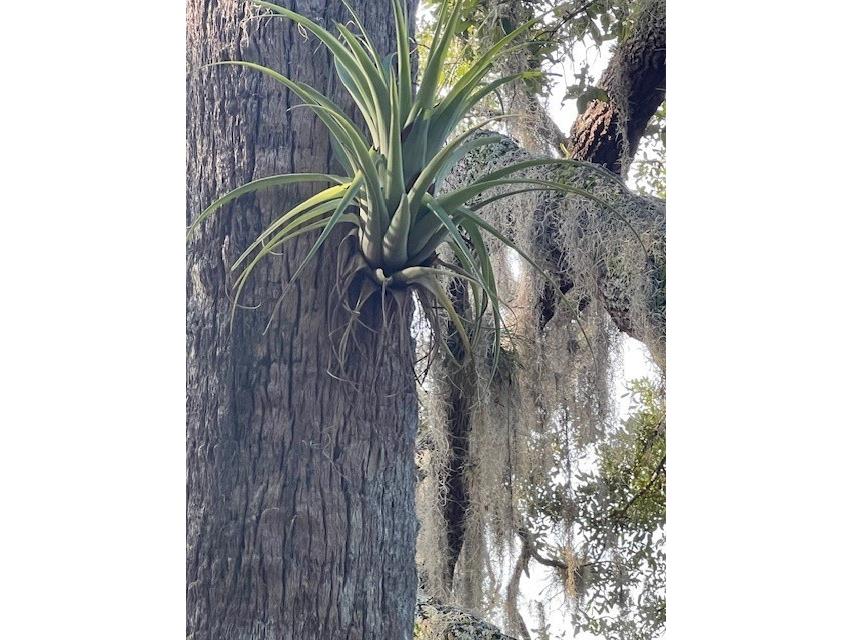 1117 Piney Woods Trail Osteen FL 32764 - SAINT JOHNS RIVER V4944764 image14