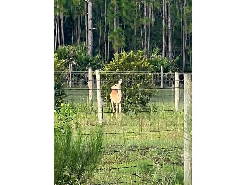 1117 Piney Woods Trail Osteen FL 32764 - SAINT JOHNS RIVER V4944764 image6