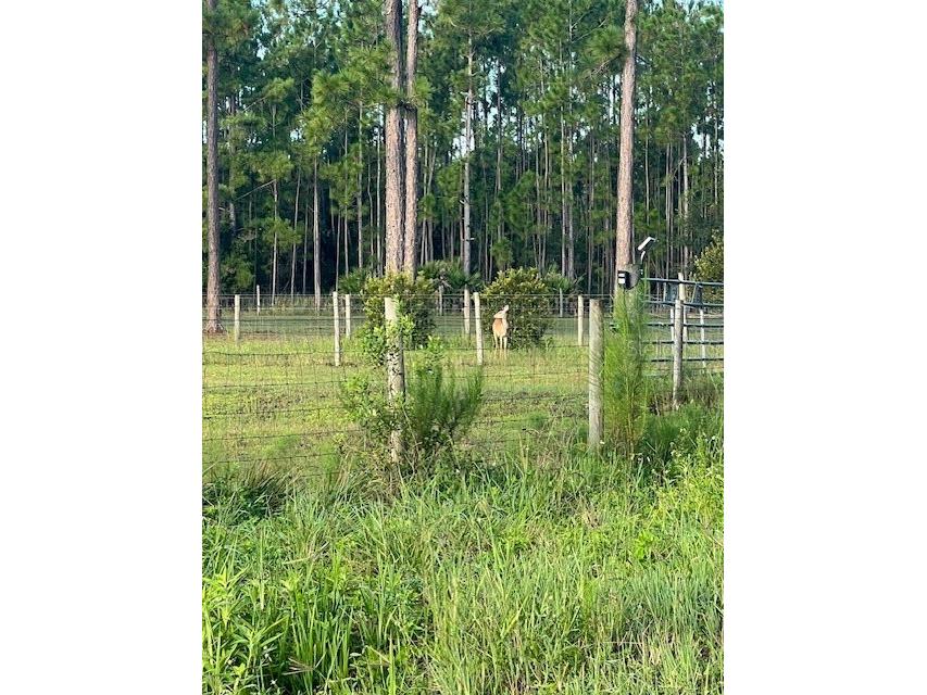 1117 Piney Woods Trail Osteen FL 32764 - SAINT JOHNS RIVER V4944764 image7