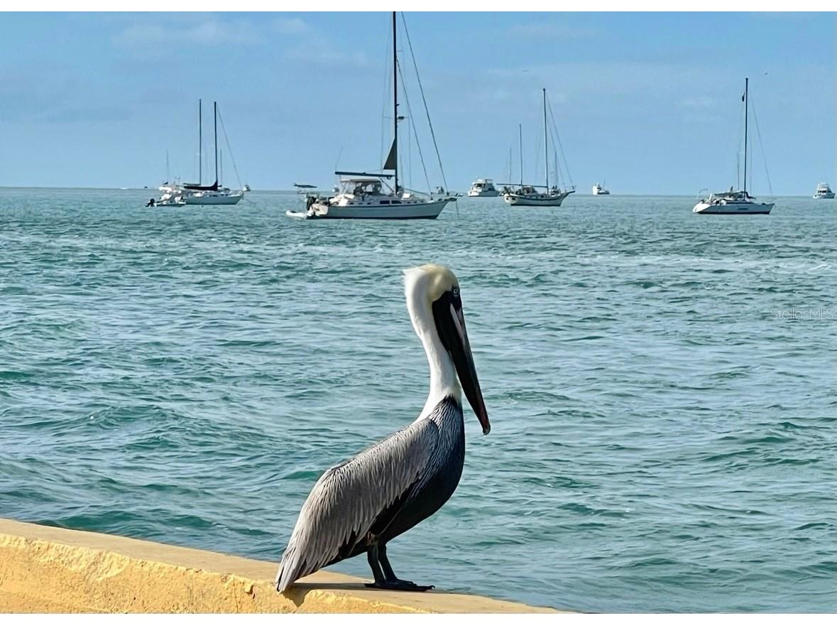 1119 Simonton Street #A1 A2 C1 Key West FL 33040 W7882659 image50