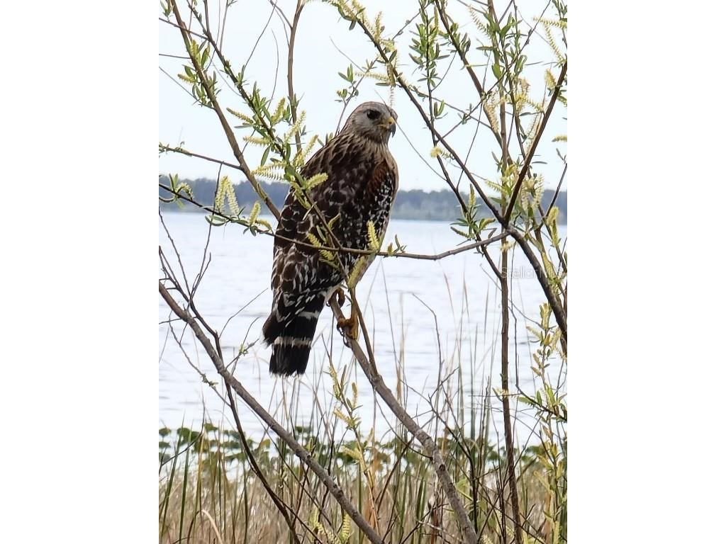 11196 Shore Drive Lake Wales FL 33898 - LAKE ROSALIE K4903114 image19