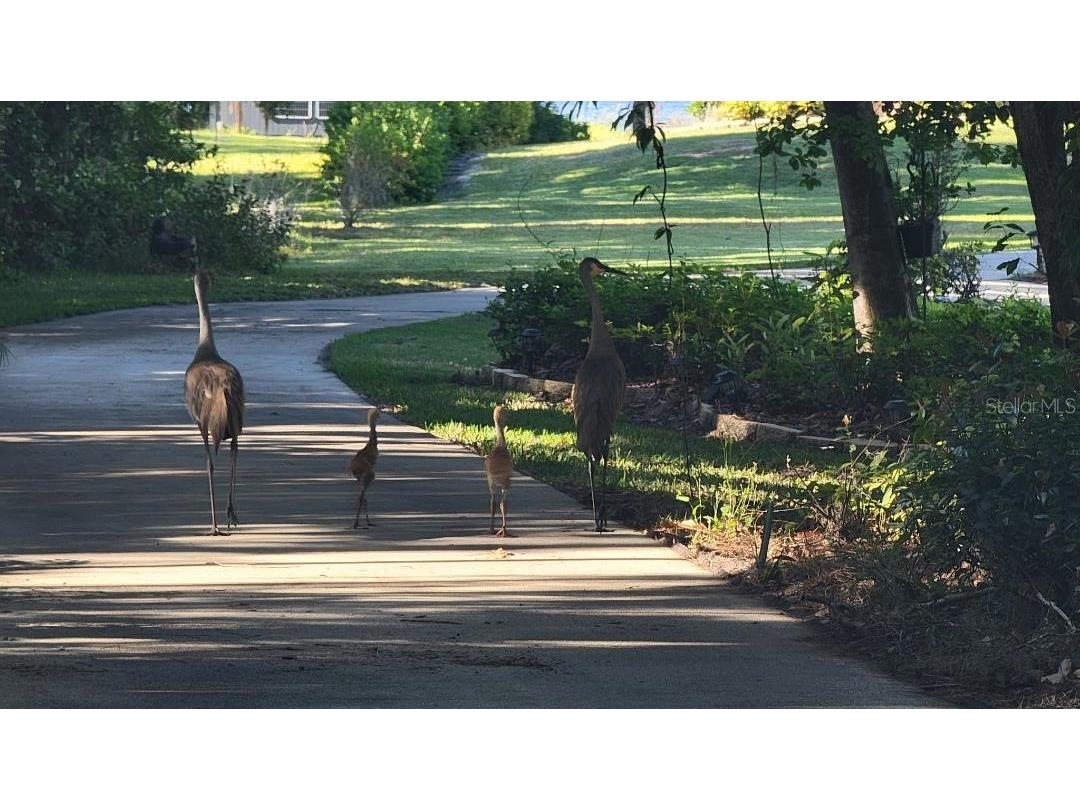 11196 Shore Drive Lake Wales FL 33898 - LAKE ROSALIE K4903114 image25