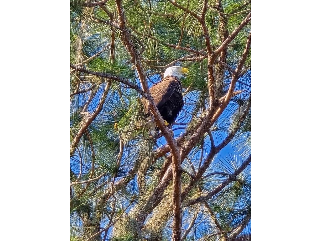 11196 Shore Drive Lake Wales FL 33898 - LAKE ROSALIE K4903114 image8