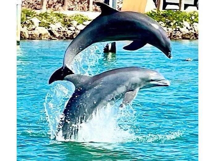 112 Park Terrace Venice FL 34285 A4650302 image37