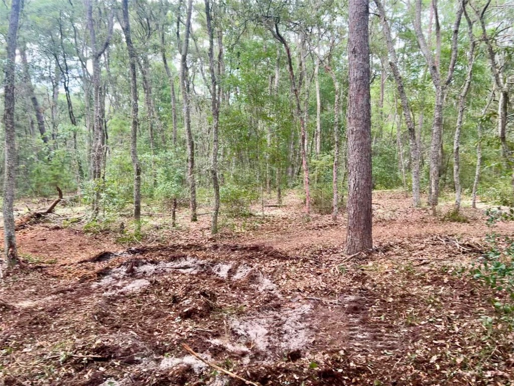 112 Randall Drive Satsuma FL 32189 OK224323 image1