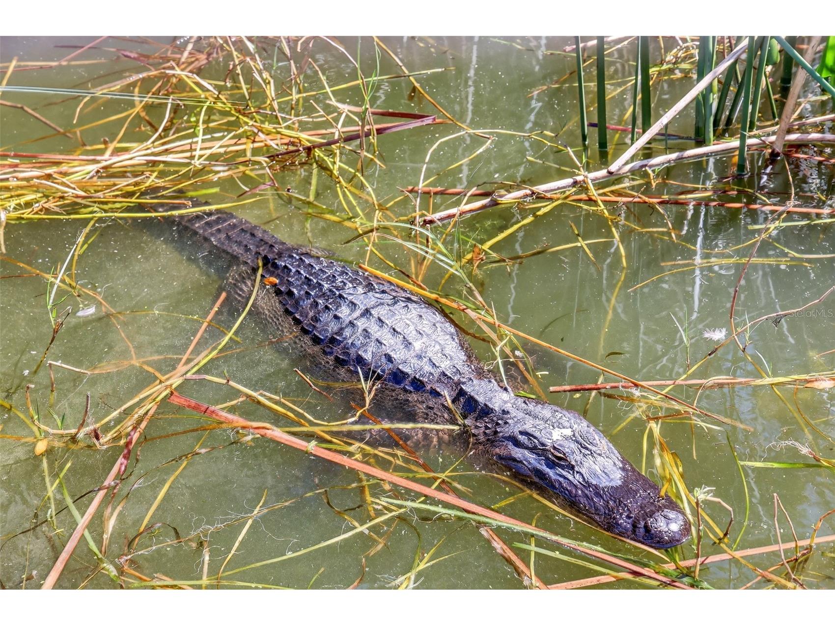 1120 Gardner Lane Mount Dora FL 32757 G5109370 image52