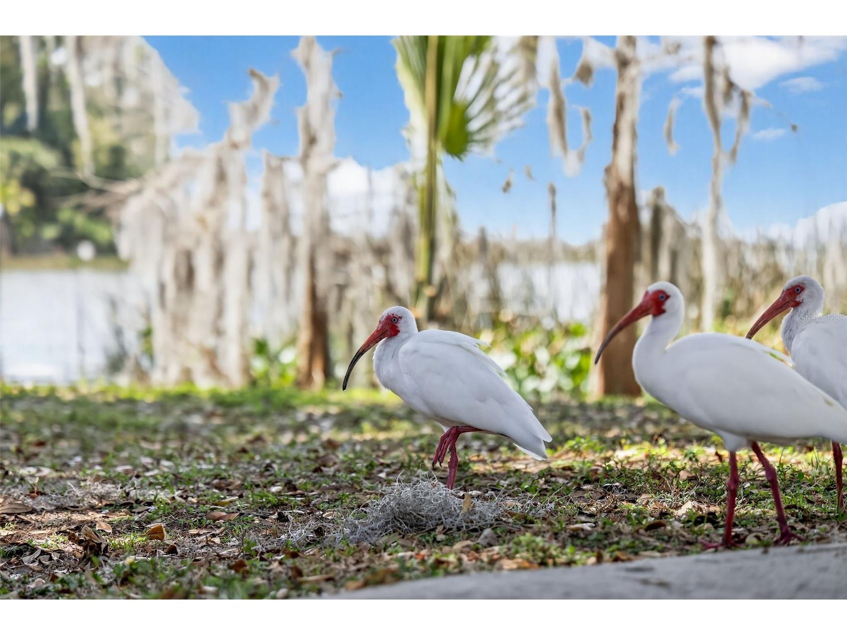 1120 Gardner Lane Mount Dora FL 32757 G5109370 image53