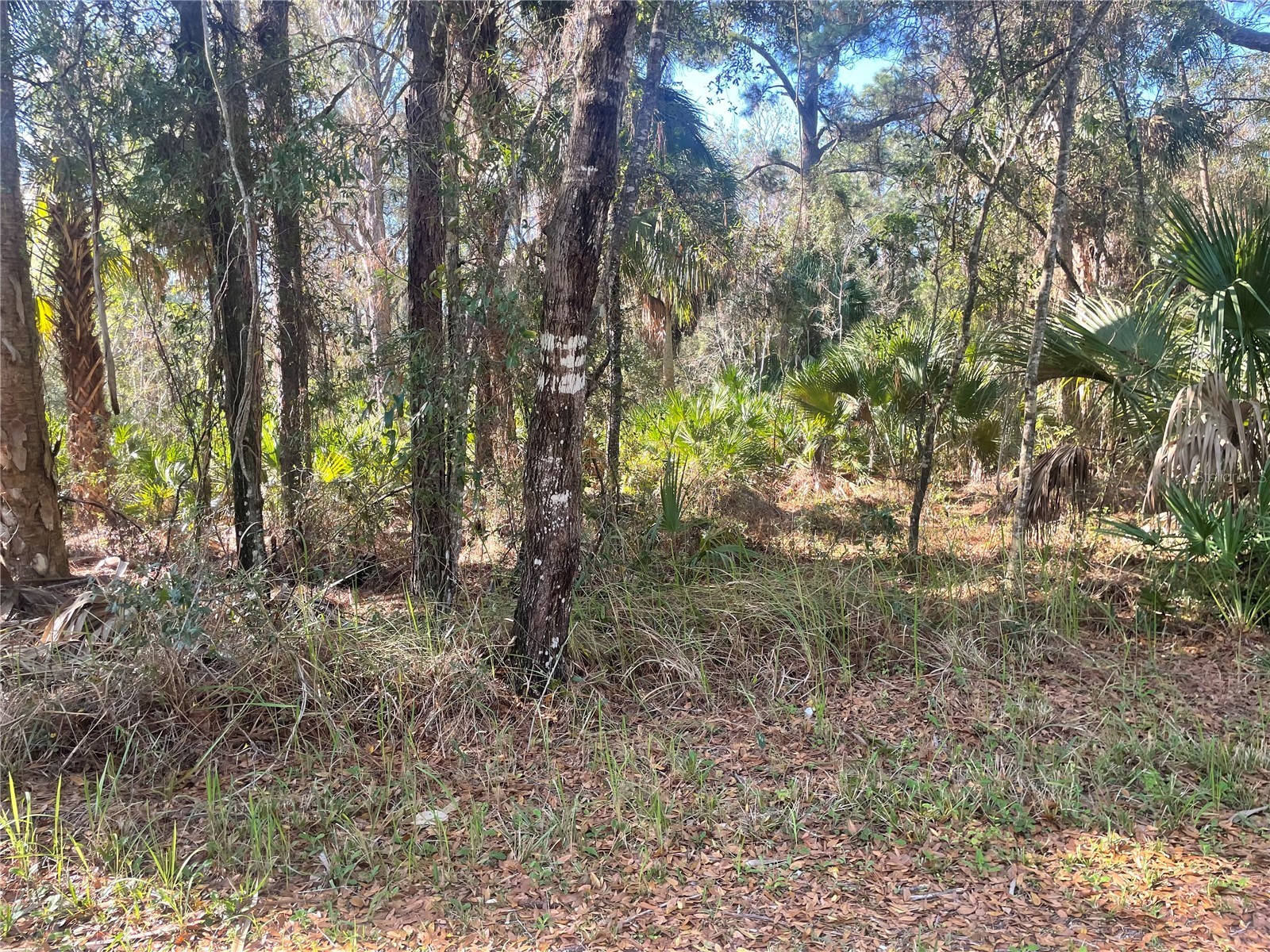 1120 NE 3rd Street Crystal River FL 34429 W7883701 image4