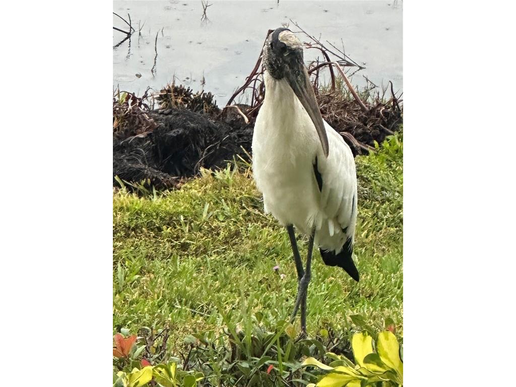 1121 Riverscape Street Bradenton FL 34208 A4664847 image37