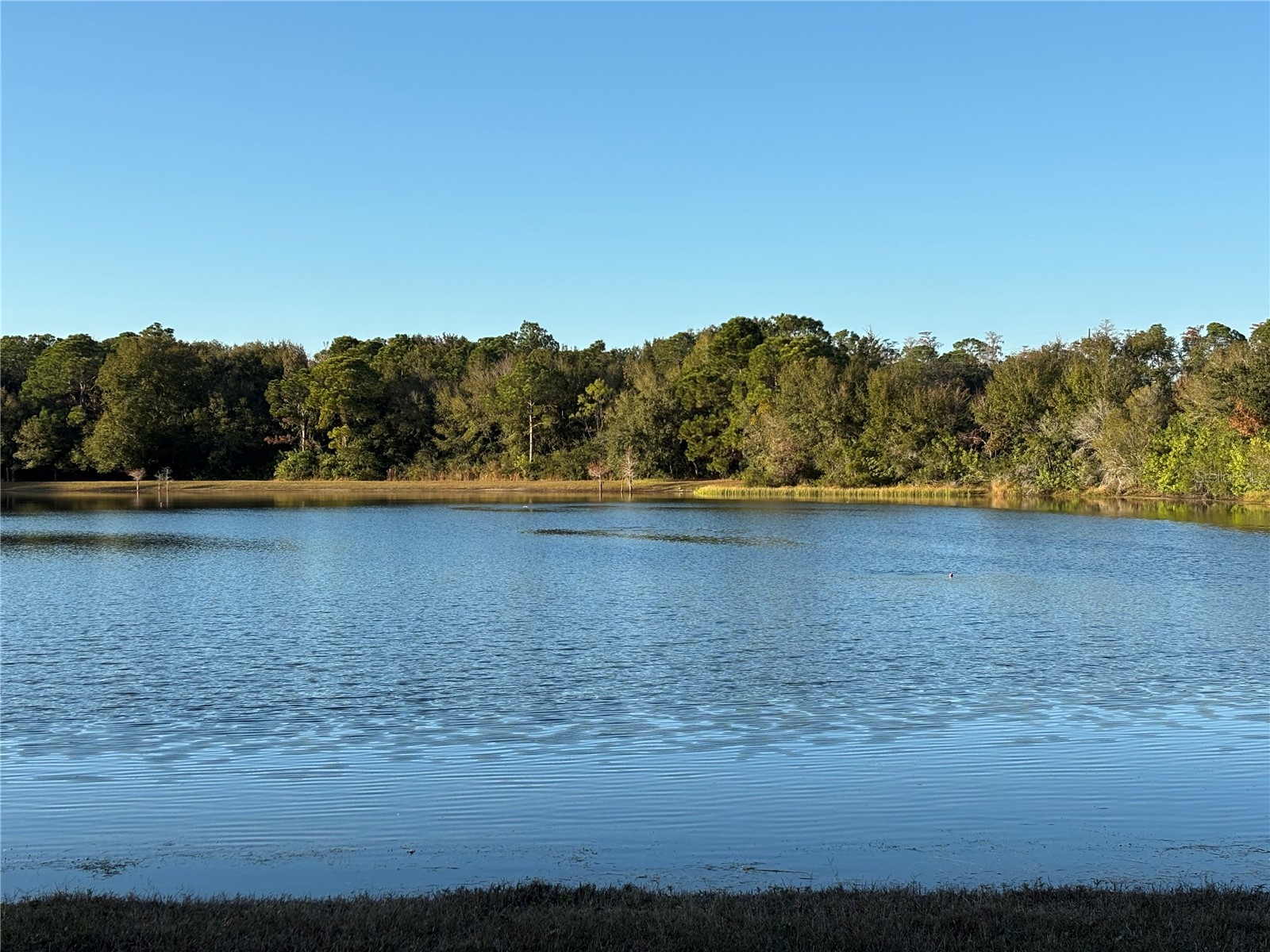 11222 Clayridge Drive Tampa FL 33635 TB8457799 image43