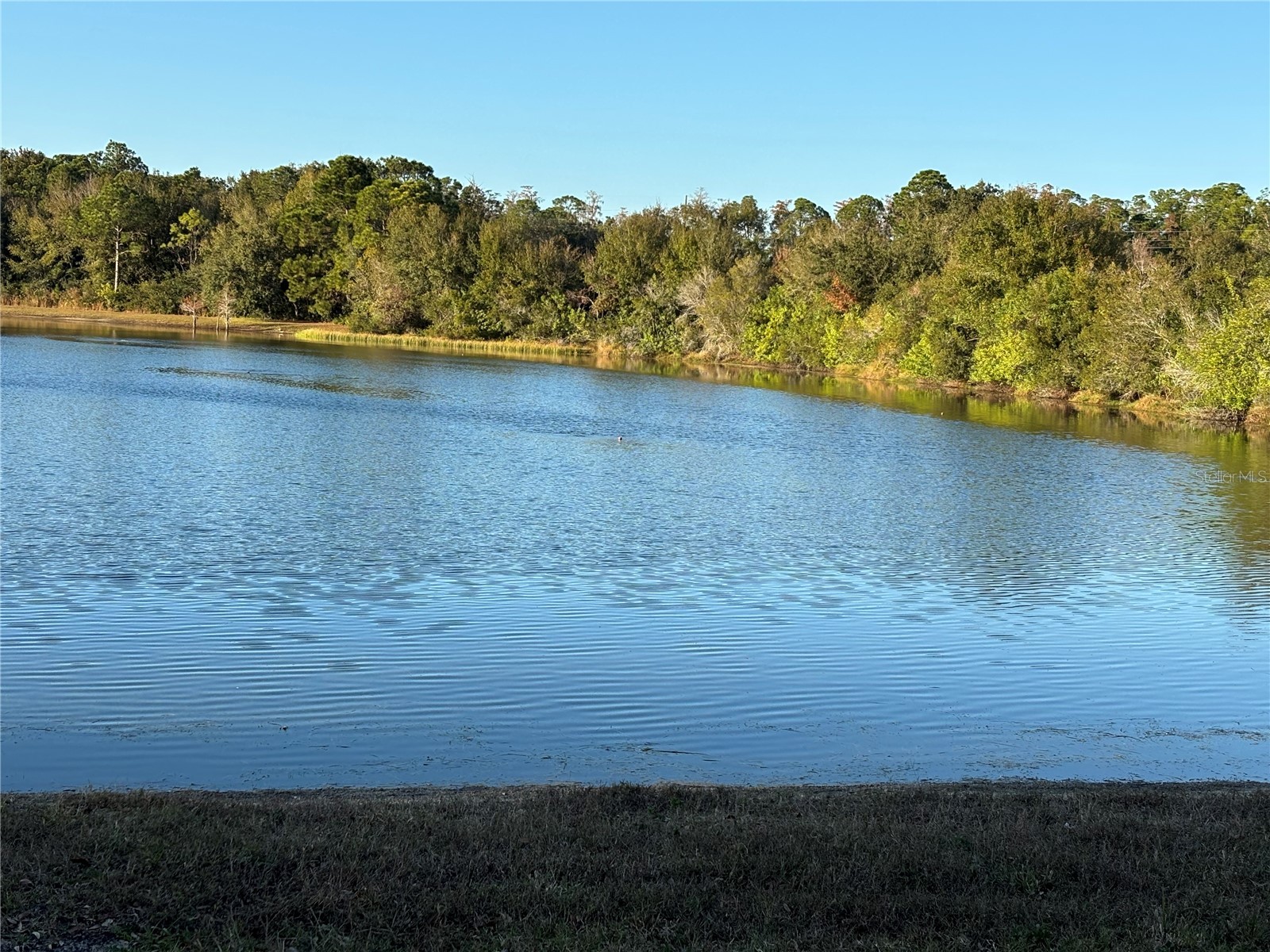 11222 Clayridge Drive Tampa FL 33635 TB8457799 image45