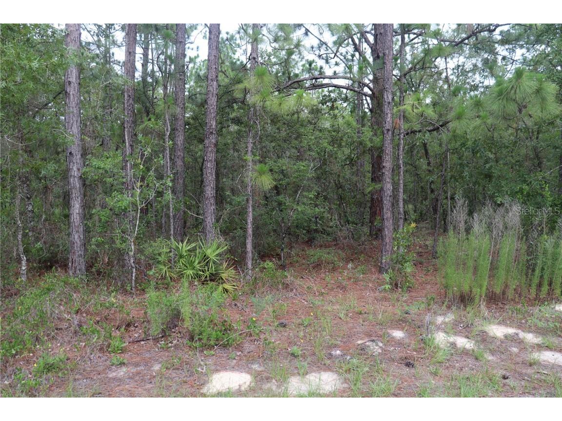 11225 Tinamou Avenue Weeki Wachee FL 34614 W7856058 image1