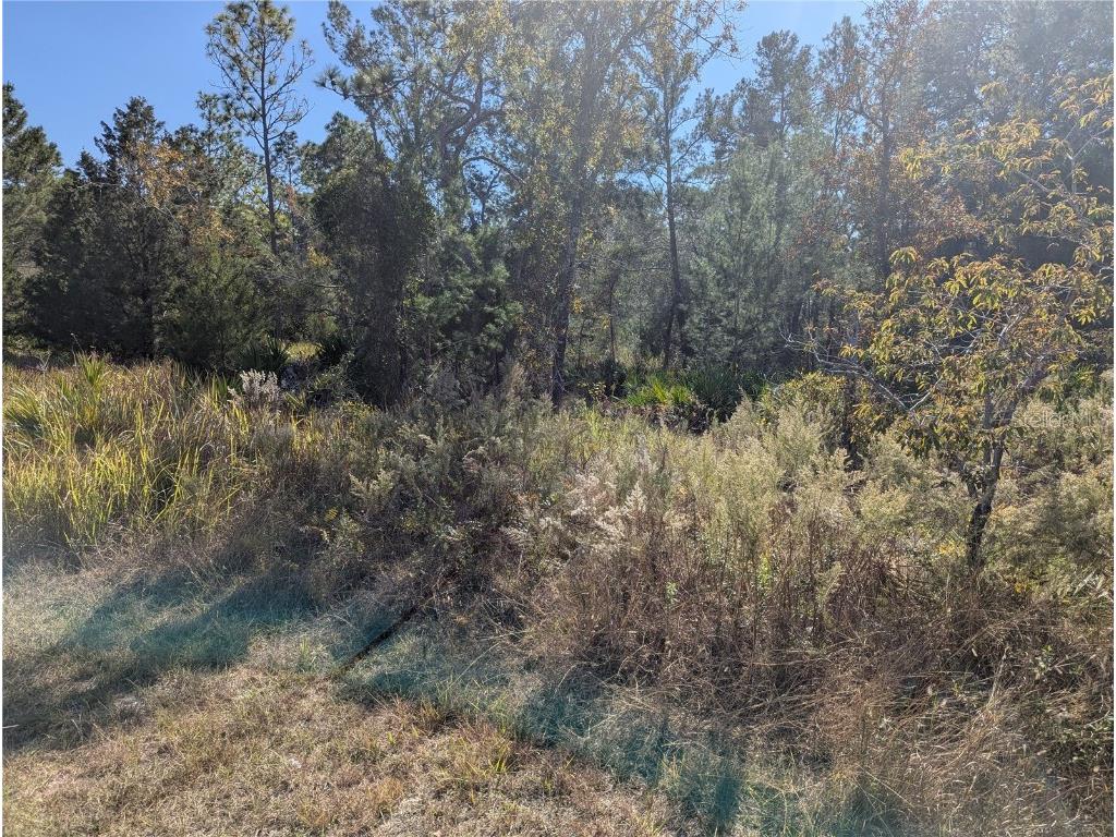 11228 Fool Duck Avenue Weeki Wachee FL 34613 TB8448733 image1