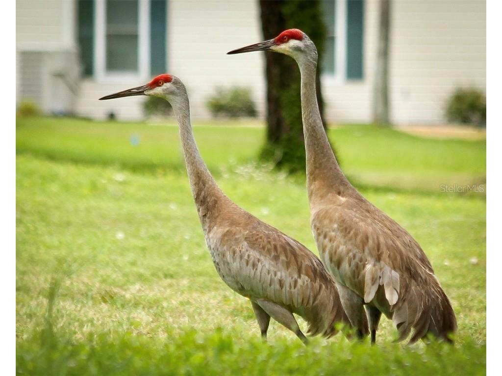 11228 SW 138th Place Dunnellon FL 34432 OM712745 image82