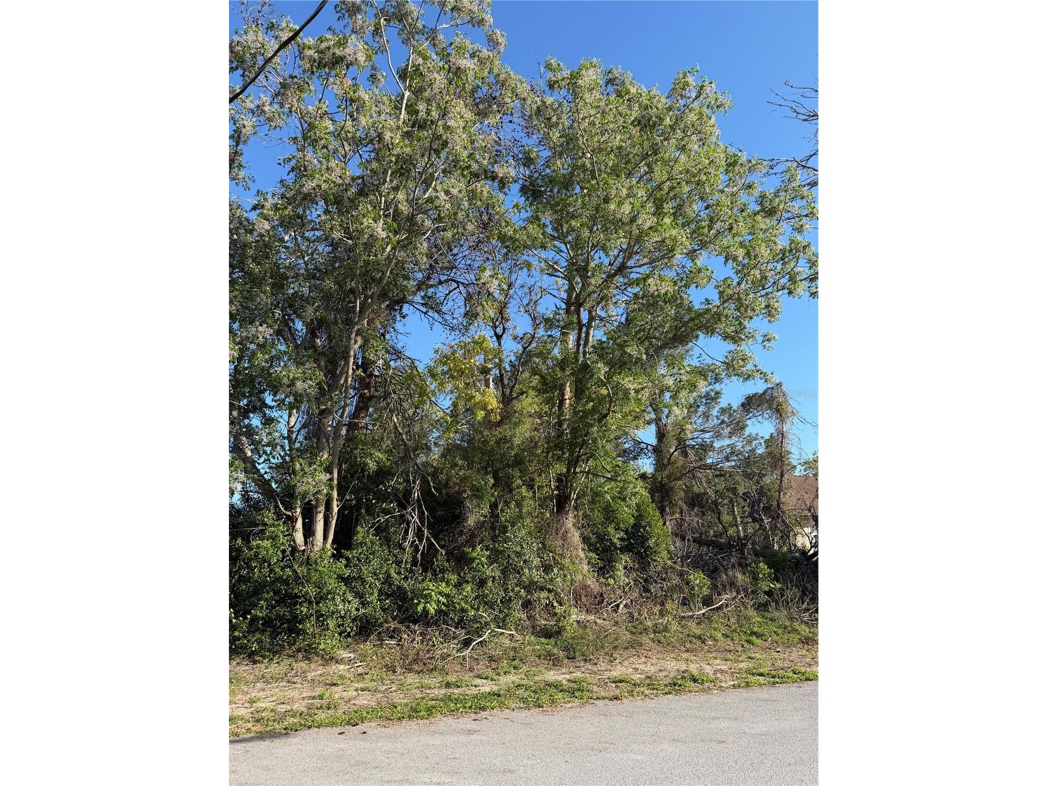 11230 Montcalm Road Spring Hill FL 34608 W7883542 image1