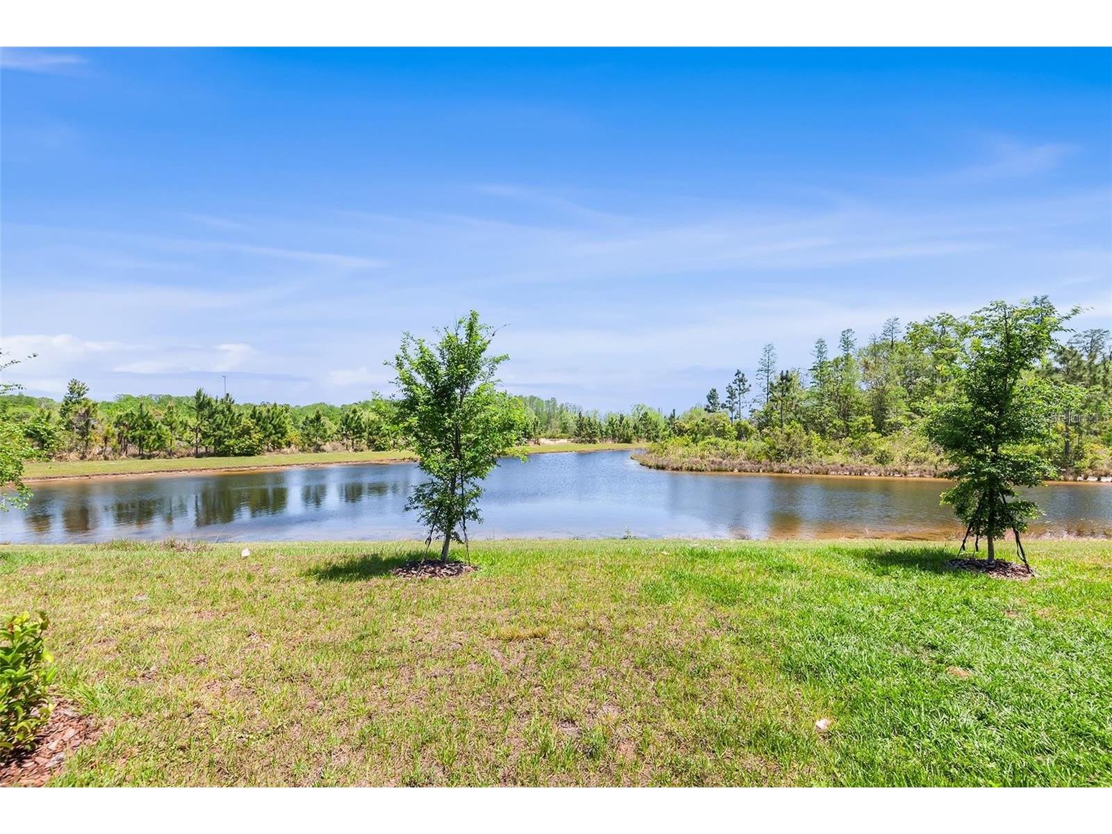 11236 Crescent Deer Drive Land O Lakes FL 34638 O6413379 image14
