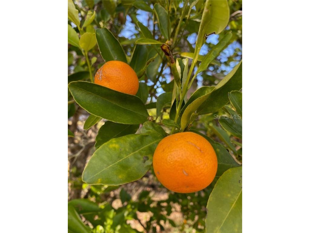 1124 Salina Avenue Port Charlotte FL 33948 C7513570 image29