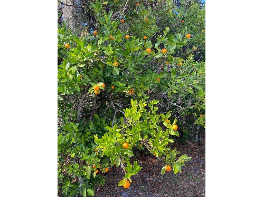 1124 Salina Avenue Port Charlotte FL 33948 C7513570 image30