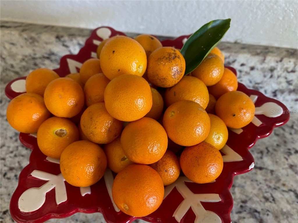 1124 Salina Avenue Port Charlotte FL 33948 C7513570 image8