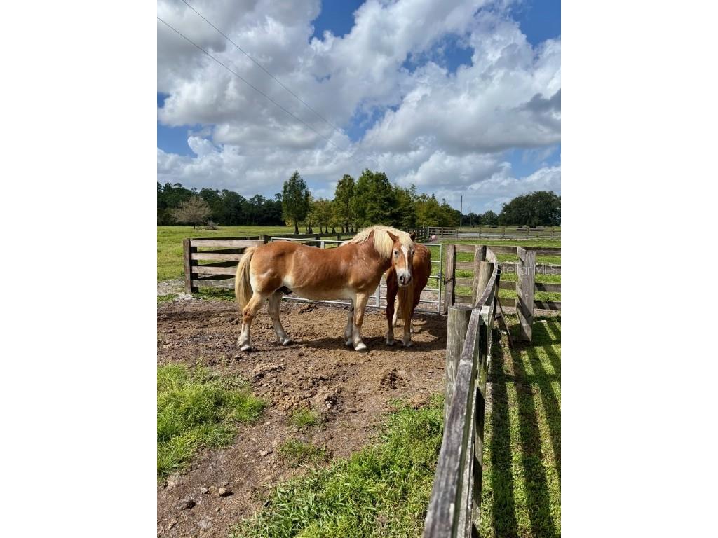 1126 County Road 665 Ona FL 33865 A4667224 image6