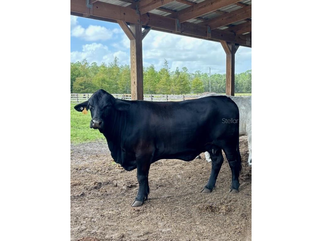 1126 County Road 665 Ona FL 33865 A4667224 image7