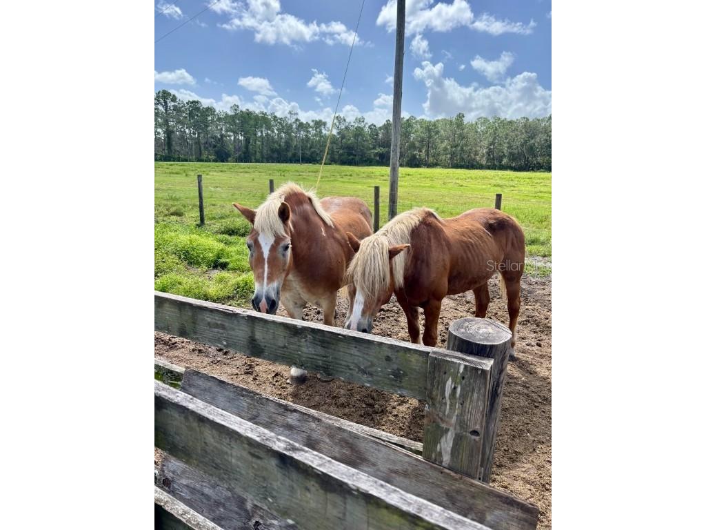 1126 County Road 665 Ona FL 33865 A4667224 image85