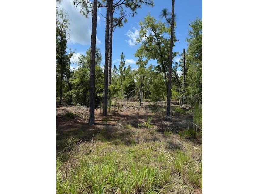 113 S Dakota Street Hawthorne FL 32640 OM706626 image4