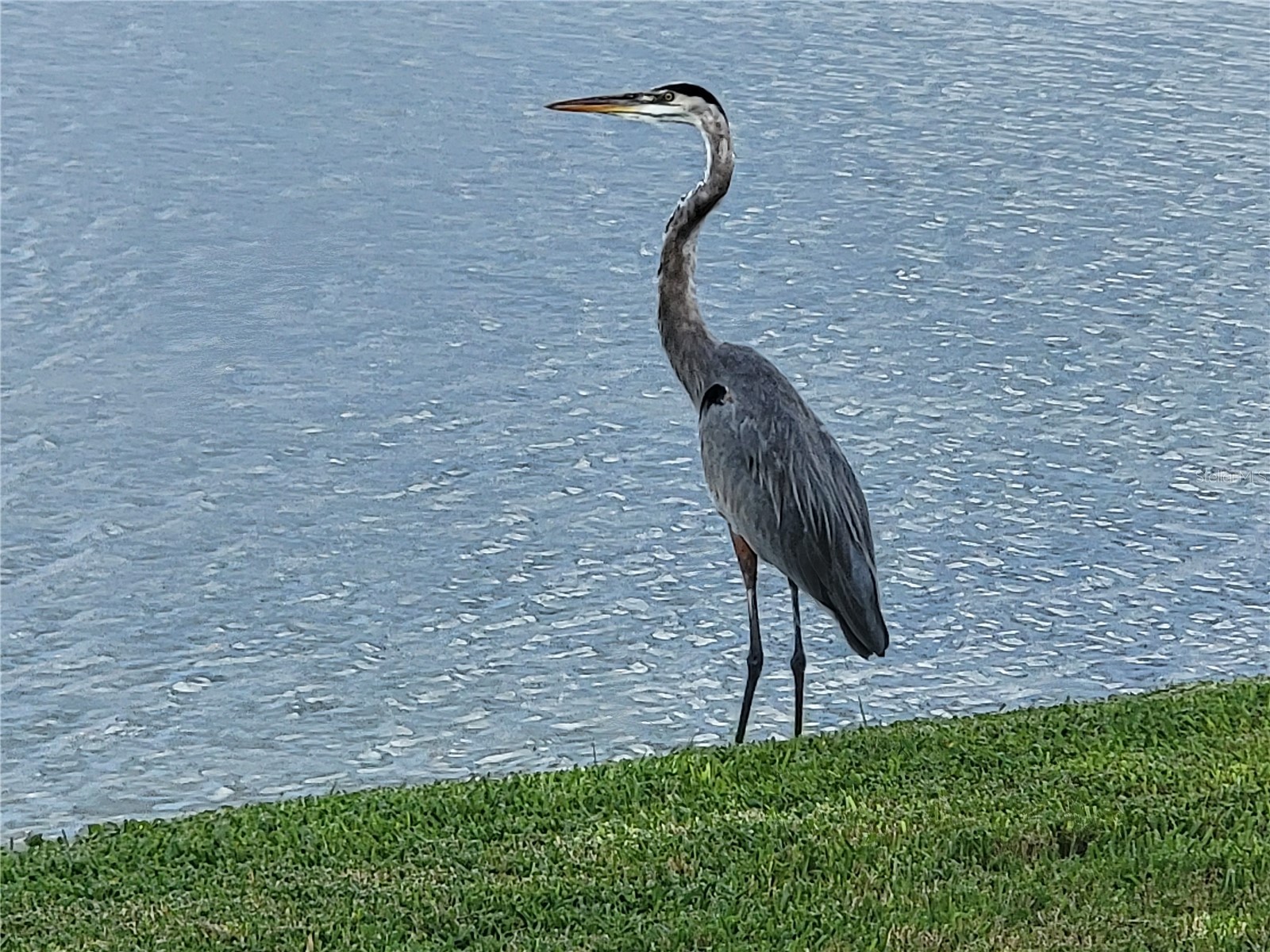 1130 Villagio Circle #101 Sarasota FL 34237 A4666105 image41