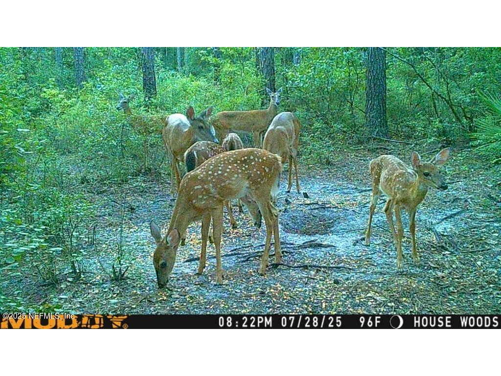 11309 SW 167th Circle Brooker FL 32622 - SANTA FE RIVER GC533932 image52