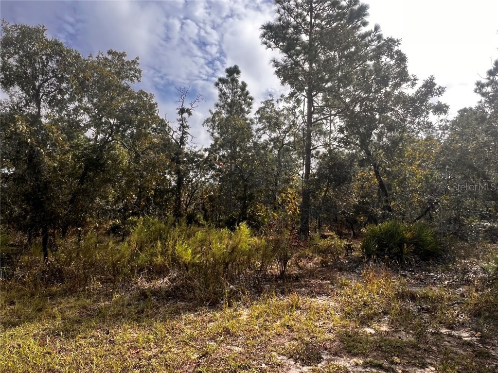 11310 Lapwing Road Weeki Wachee FL 34614 W7879783 image4